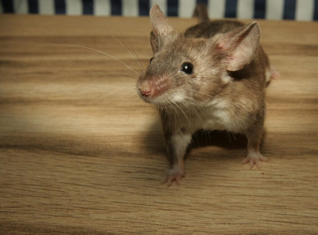 6 Signs Your Business Needs to Hire Commercial Pest Control Specialists