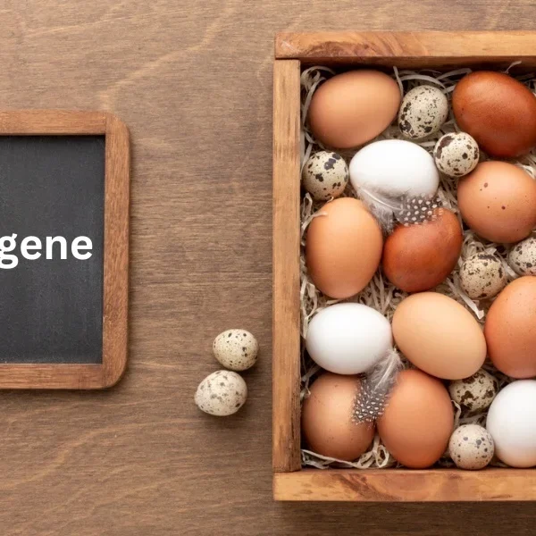 Exploring the Fascinating World of Eggene: Genetics, Possibilities, and Ethical Considerations