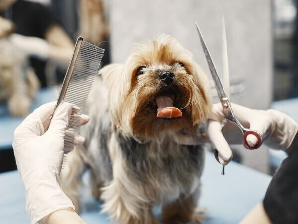 The Top Benefits of Using a Mobile Salon for Your Furry Friends