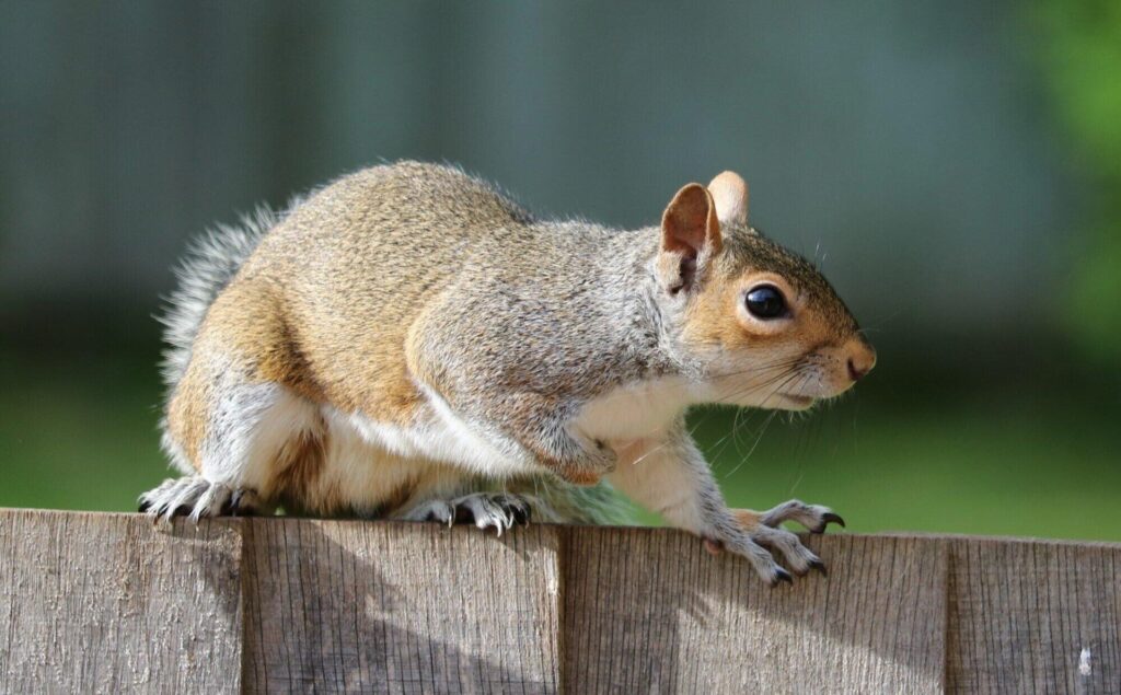 How to Prevent Squirrel and Rat Infestations in Your Two Story Home