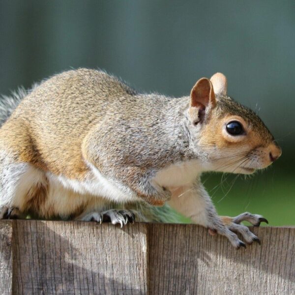 How to Prevent Squirrel and Rat Infestations in Your Two Story Home