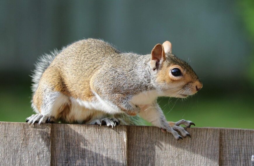 How to Prevent Squirrel and Rat Infestations in Your Two Story Home