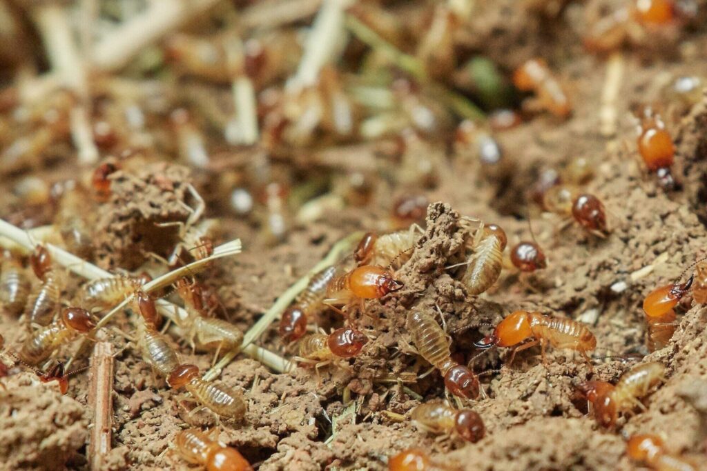 Termite Grub Extermination 101: Tips and Tricks for a Successful Removal