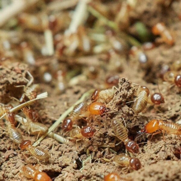 Termite Grub Extermination 101: Tips and Tricks for a Successful Removal