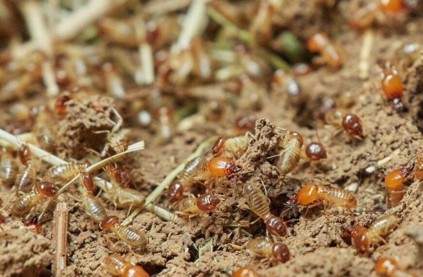 Termite Grub Extermination 101: Tips and Tricks for a Successful Removal