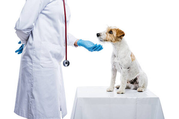 The Top Ingredients to Look for in a Quality Liquid Joint Supplement for Dogs