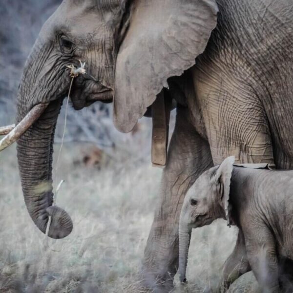 6 Unique Experiences You Can Have in an Elephant Encounter Vacation