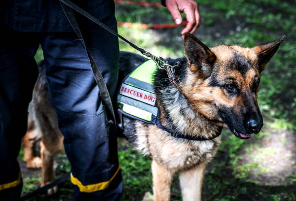 How Elite K9 Units Enhance Public Safety and Security
