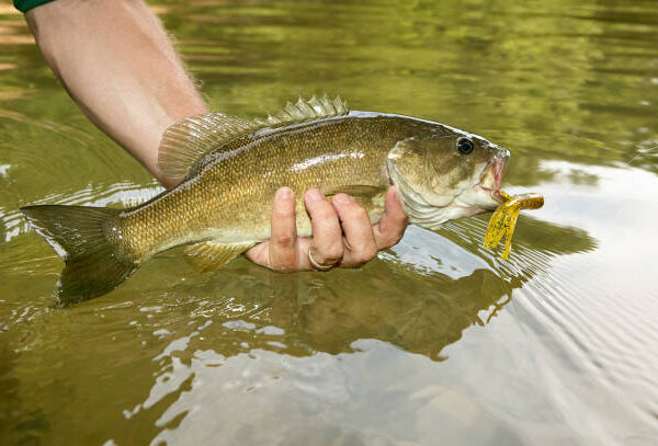 The Complete Smallmouth Bass Guide
