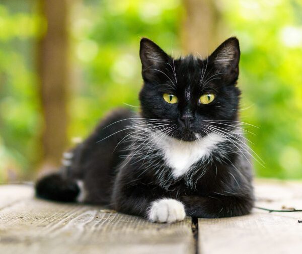 5 Reasons Salty Licorice Cats are the Purr-fect Treat