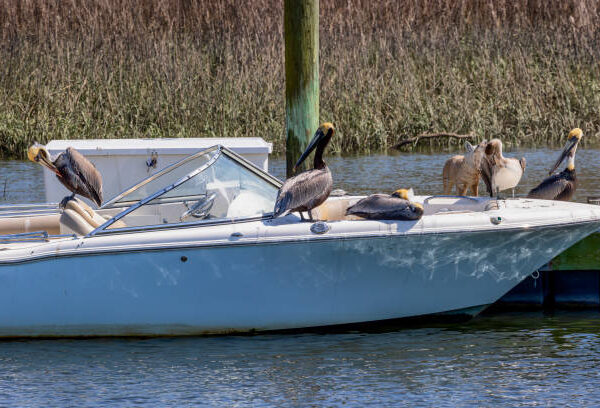 does carolina skiff 18 jvx have a 12v windlass?" Boaters can easily raise and drop their anchor using a 12V windlass, making it a useful piece of