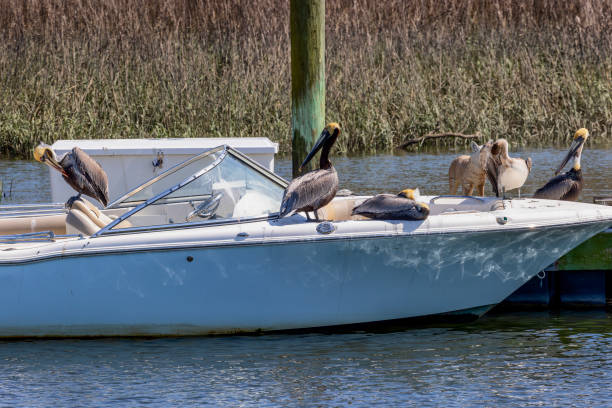 does carolina skiff 18 jvx have a 12v windlass?" Boaters can easily raise and drop their anchor using a 12V windlass, making it a useful piece of