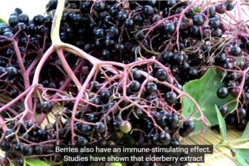 People use elderberry fruit powder vs extract to increase immunity and wellness.