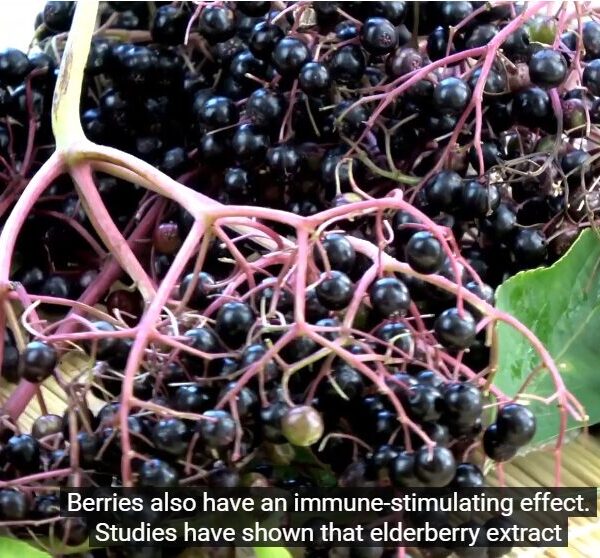 People use elderberry fruit powder vs extract to increase immunity and wellness.