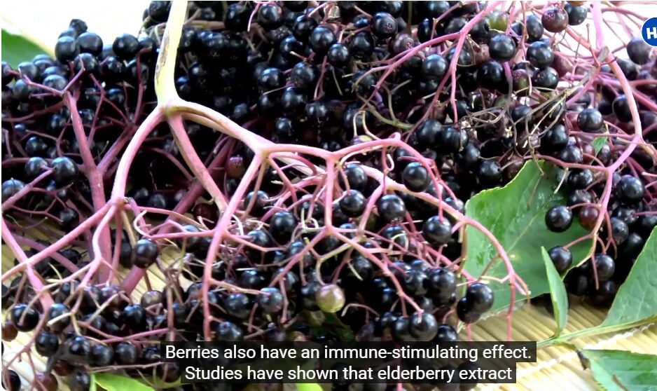 People use elderberry fruit powder vs extract to increase immunity and wellness.