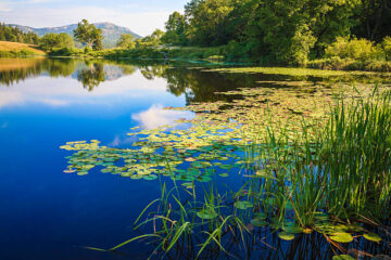 Explore the benefits of Danner Lee aquatic plants for your pond or aquarium. Learn how these plants enhance water quality, aesthetics, and overall health of your aquatic ecosystem.