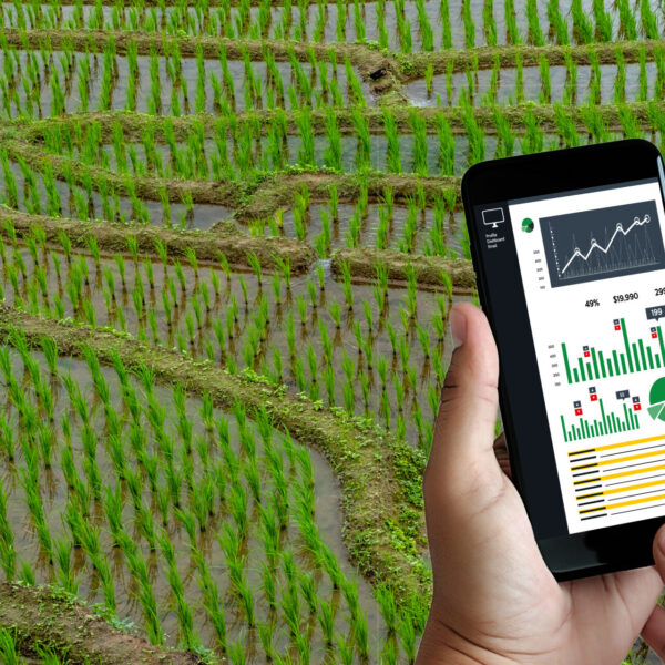 cropped hand holding smart phone farm